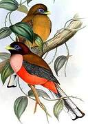 Philippine Trogon