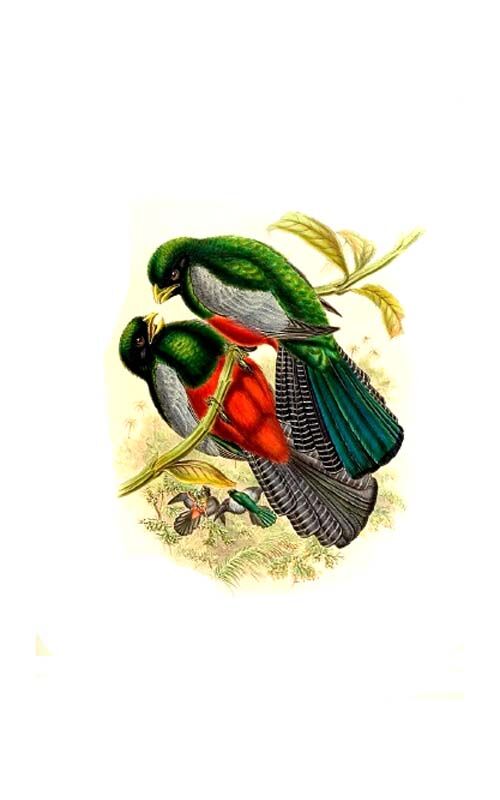 Lattice-tailed Trogon