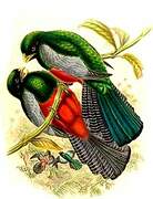 Lattice-tailed Trogon