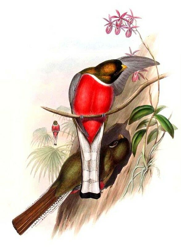 Trogon élégant