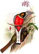 Elegant Trogon