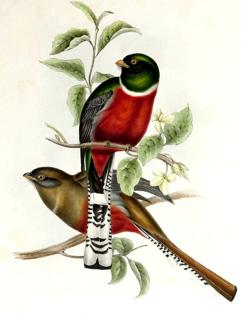 Mountain Trogon