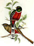 Trogon montagnard