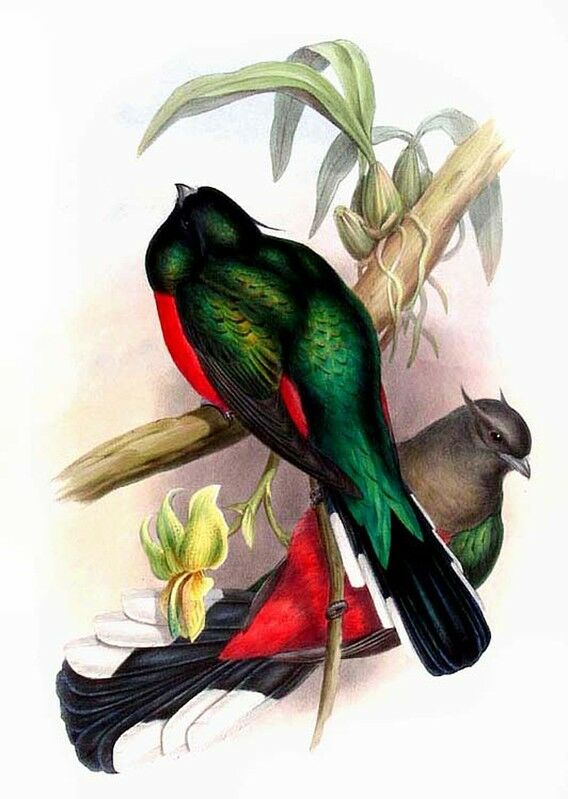 Eared Quetzal