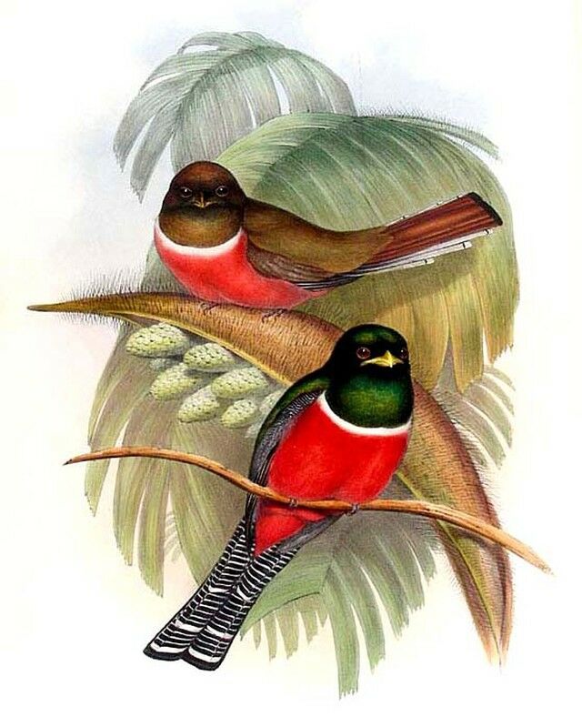 Collared Trogon