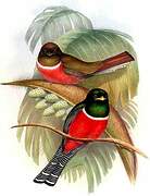 Collared Trogon