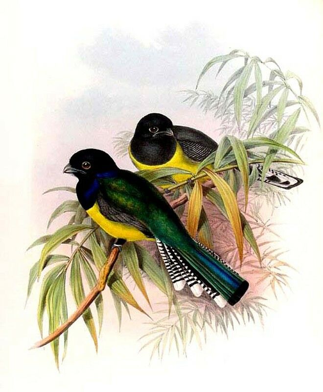 Trogon violacé