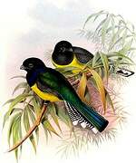 Trogon violacé