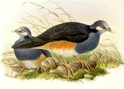 Thick-billed Ground Pigeon