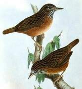 Streaked Wren-Babbler