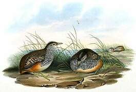 Barred Buttonquail