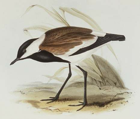 Spur-winged Lapwing