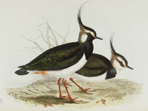 Northern Lapwing