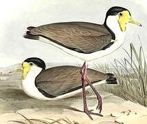 Masked Lapwing