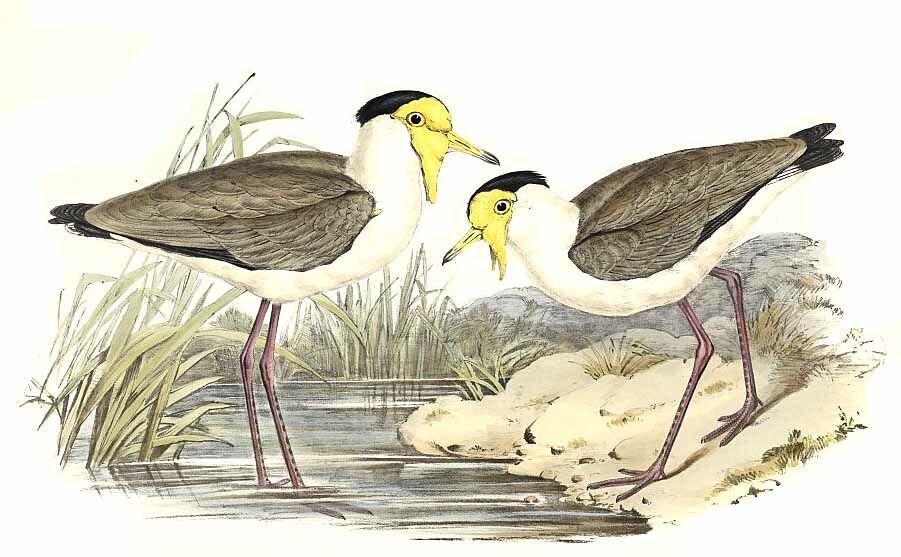 Masked Lapwing