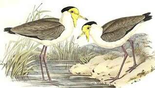 Masked Lapwing