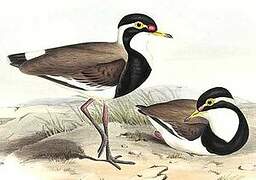 Banded Lapwing