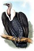 White-rumped Vulture