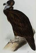 Cinereous Vulture