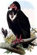 Red-headed Vulture