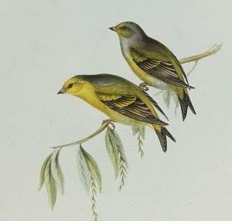 Citril Finch