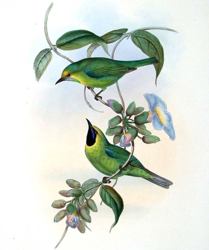 Blue-winged Leafbird