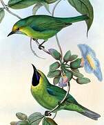 Blue-winged Leafbird