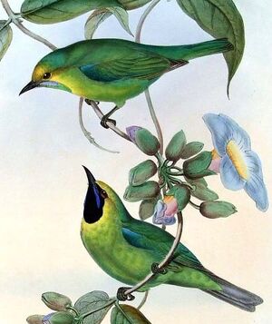 Verdin à tête jaune Chloropsis cochinchinensis