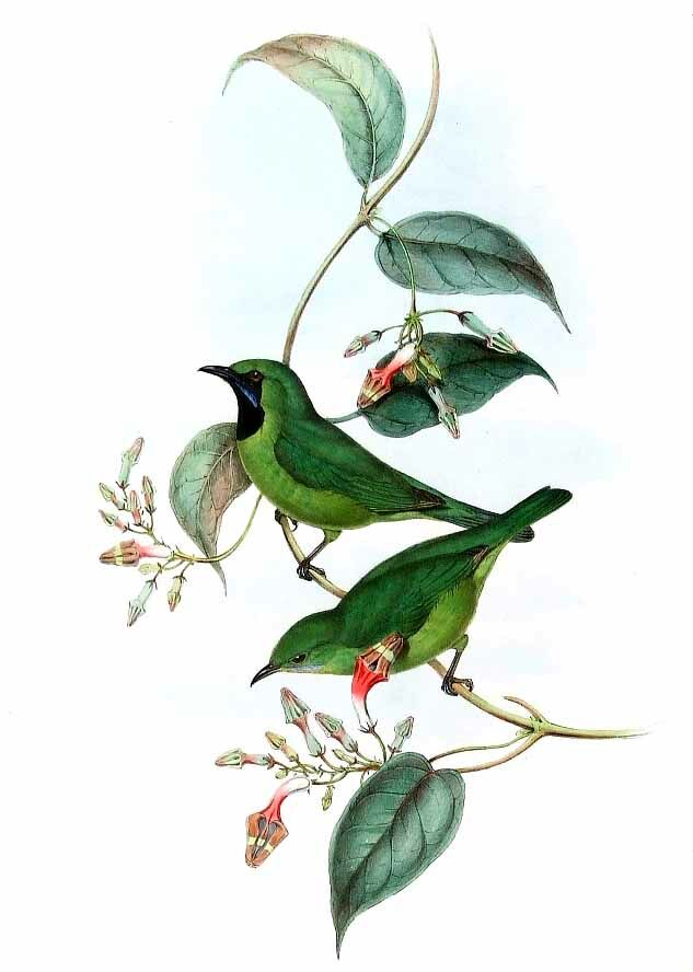 Lesser Green Leafbird