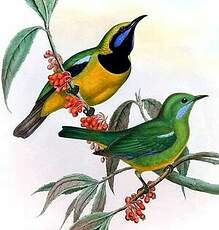 Verdin de Hardwick