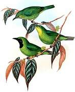 Greater Green Leafbird