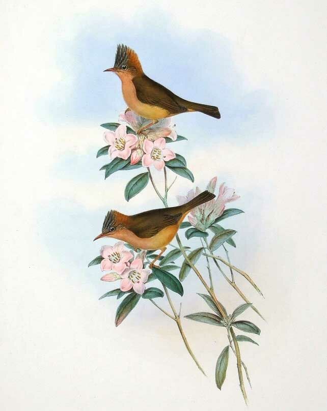 Yuhina à ventre roux