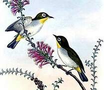 Black-crowned White-eye