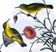 Louisiade White-eye