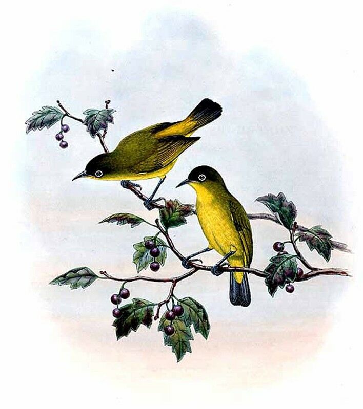 Golden-bellied White-eye