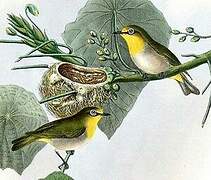 Warbling White-eye