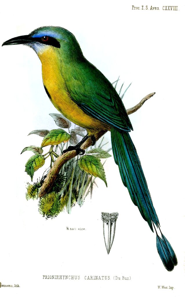 Motmot à bec caréné