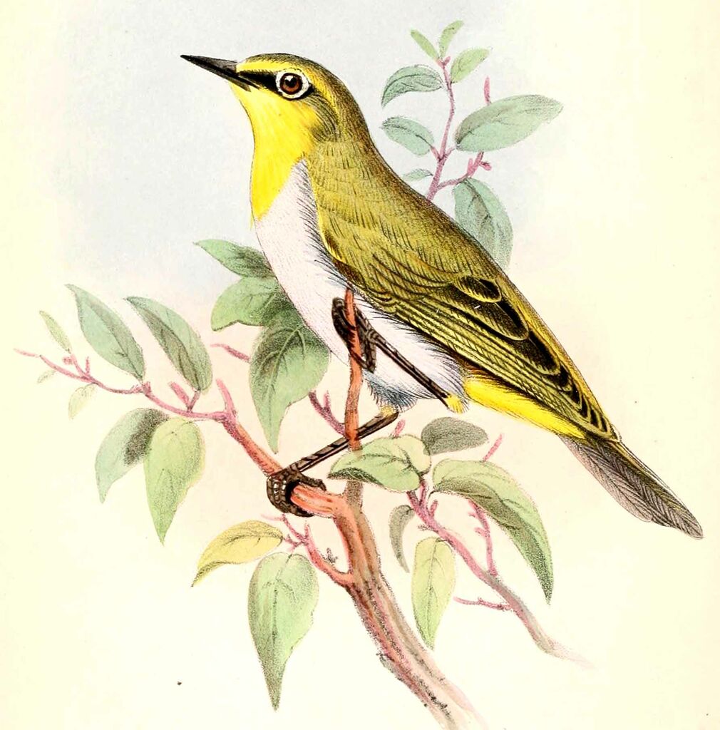 Heuglin's White-eye