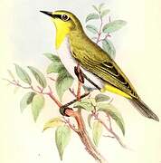 Ethiopian White-eye