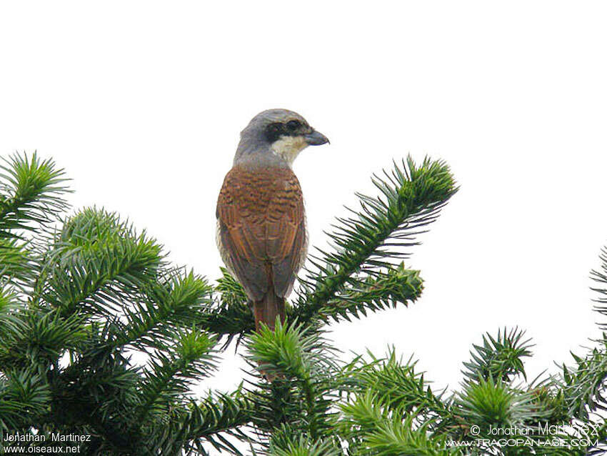 Pie-grièche tigrineadulte, identification