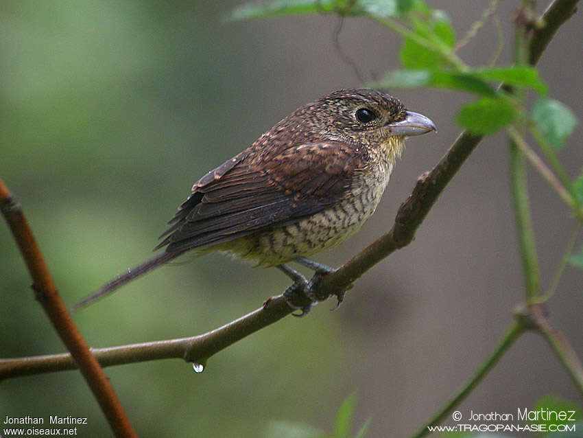 Tiger Shrikejuvenile, identification