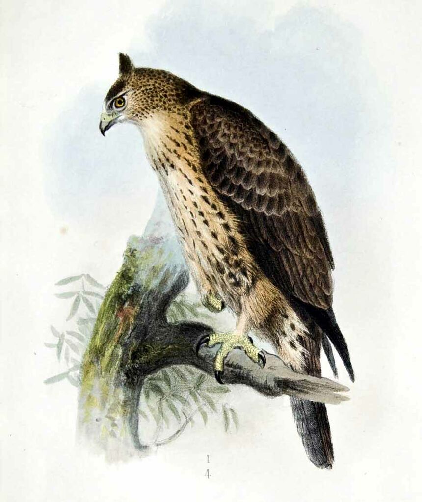 Ayres's Hawk-Eagle