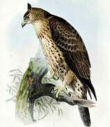 Ayres's Hawk-Eagle