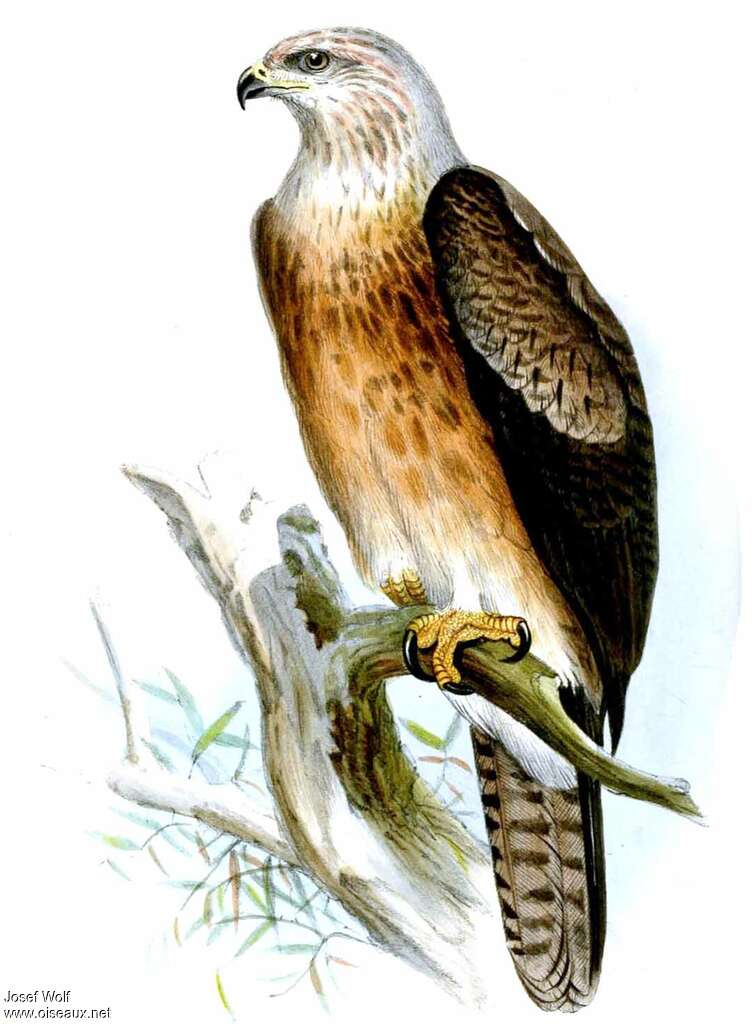 Aigle de Gurney