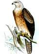 Aigle de Gurney