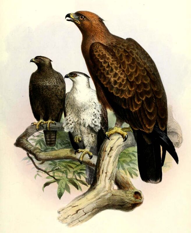 Wahlberg's Eagle, identification