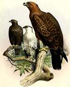 Wahlberg's Eagle