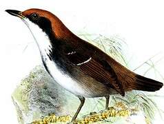 White-browed Antbird