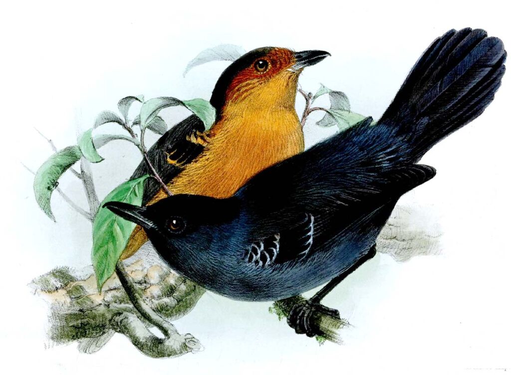 Black-headed Antbird