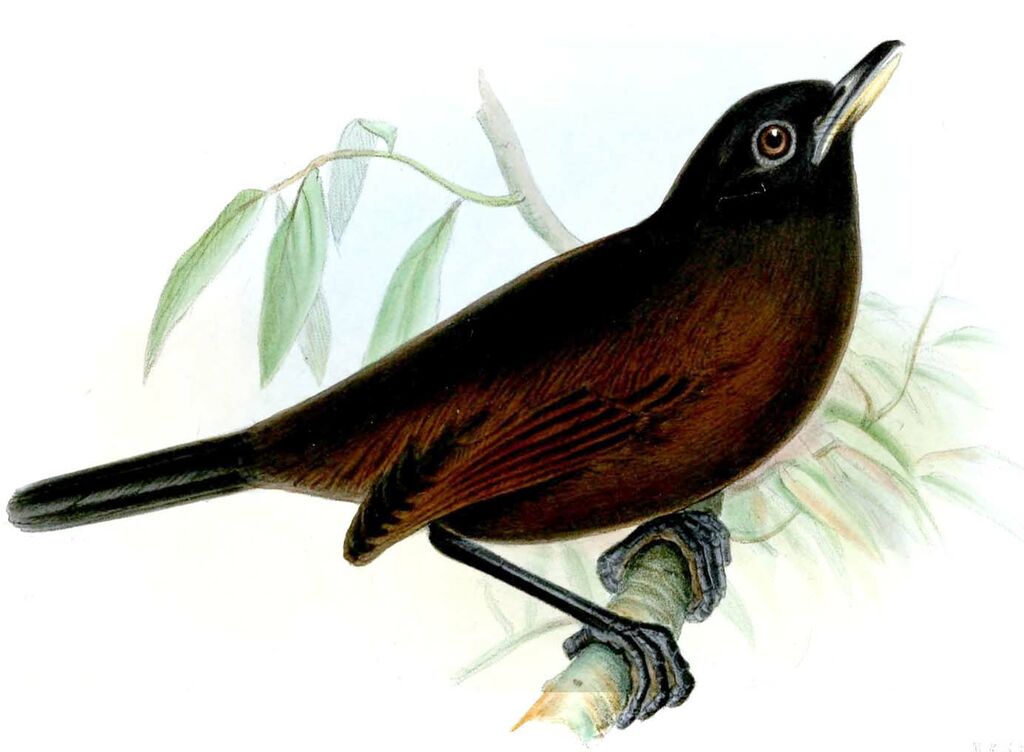 Blue-lored Antbird